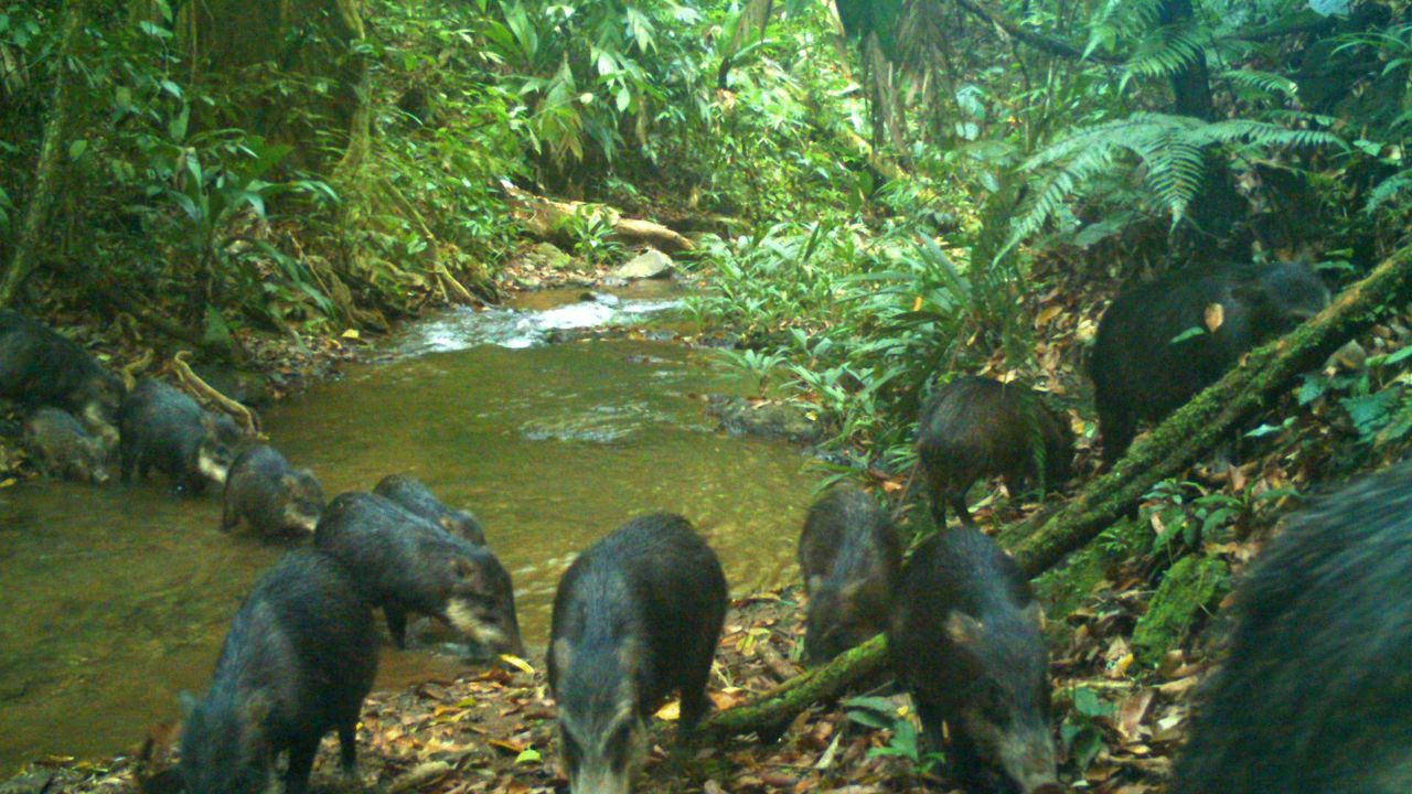 <strong>White-lipped peccaries</strong>: "What I was most surprised about was the high abundance of white-lipped peccaries," says Larsen. "They need such huge areas and move across [such] wide landscapes to survive that we did not expect to find them there."