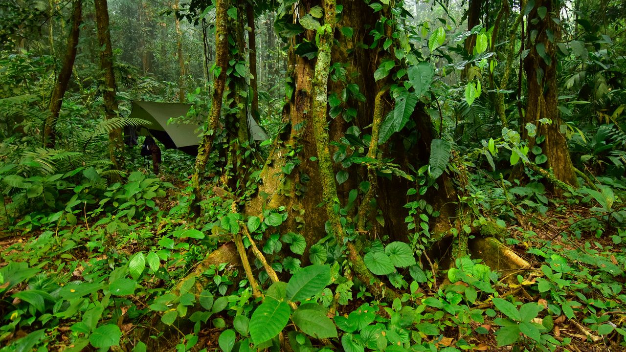 The team had to be helicoptered into this remote rainforest area.