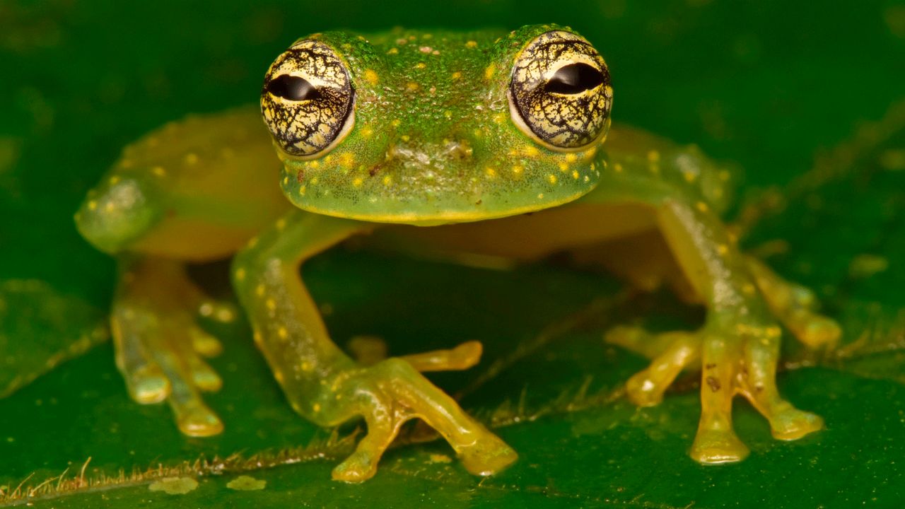 The team took this amazing shot of a glass frog.
