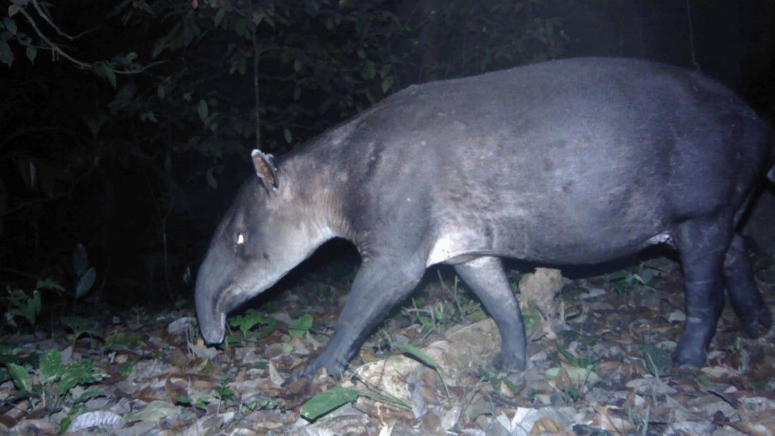 <strong>Baird's tapir: </strong>Also known as the Central American tapir, this endangered species is native to Mexico, Central America and northwestern South America. 