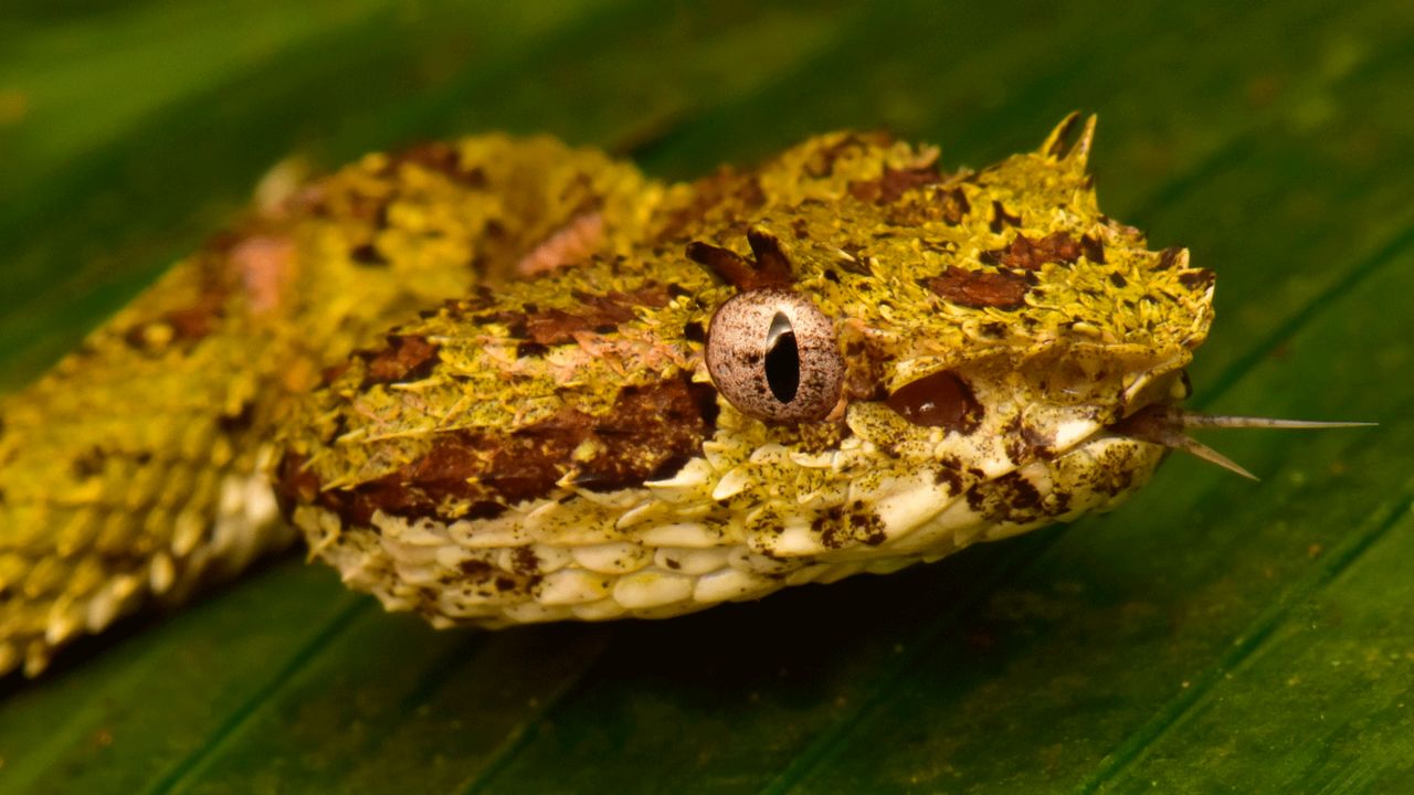 <strong>Eyelash viper</strong>: The region is home to some venomous snakes, including the eyelash viper, which uses its tongue to smell its surroundings.