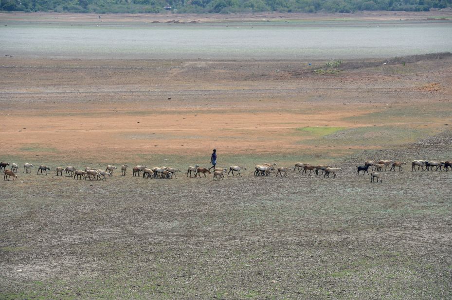 An Indian shepherd walks with their lifestock at the dried out Puzhal reservoir on the outskirts of Chennai.