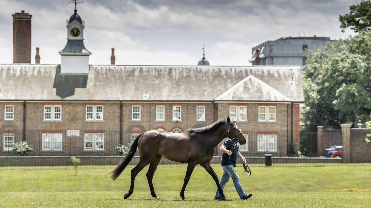 Goffs London Sale is a boutique race horse auction on the eve of Royal Ascot.