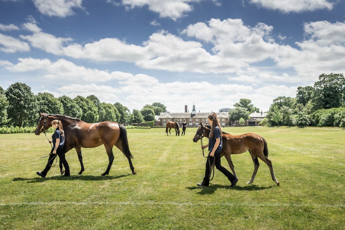 Some horses with entries at Royal Ascot are up for sale.