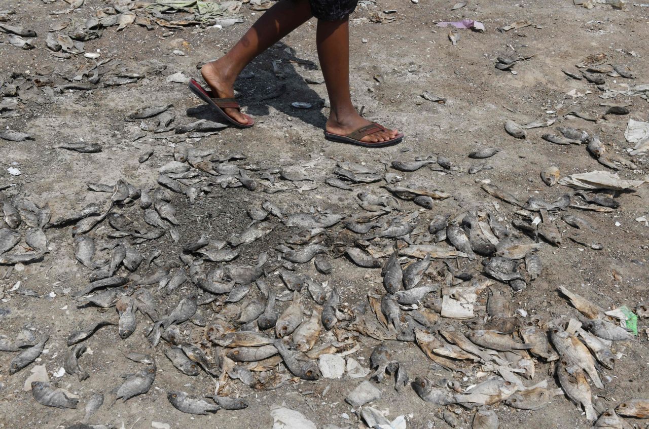 The dry bed of a lake is covered in dead fish outside Chennai on June 9.
