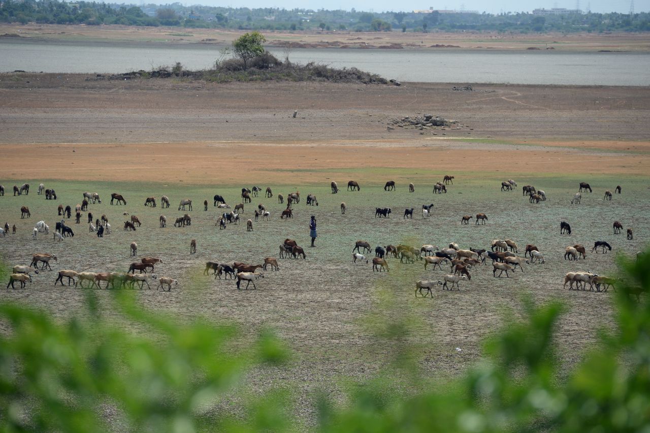 A shepherd and his livestock walk at the dried-out Puzhal reservoir on June 14.