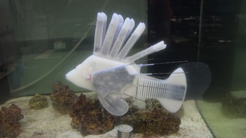 Engineers at two US universities built a robotic lionfish that uses a synthetic vascular system to distribute energy-dense battery fluid, called "robot blood," to power it.