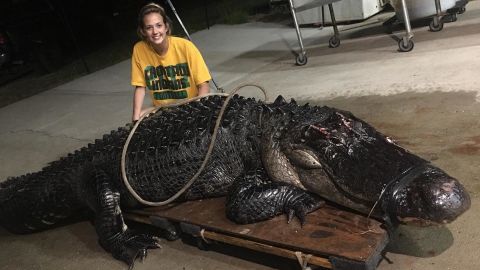 A massive 463-pound alligator was trapped after wandering onto a Florida highway, after a semi truck ran over its snout.