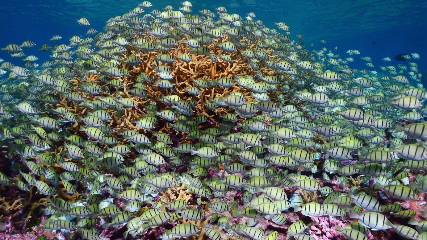 <strong>United States Minor Outlying Islands:</strong> A school of manini fish swarms the coral reef surrounding protected Palmyra Atoll. 