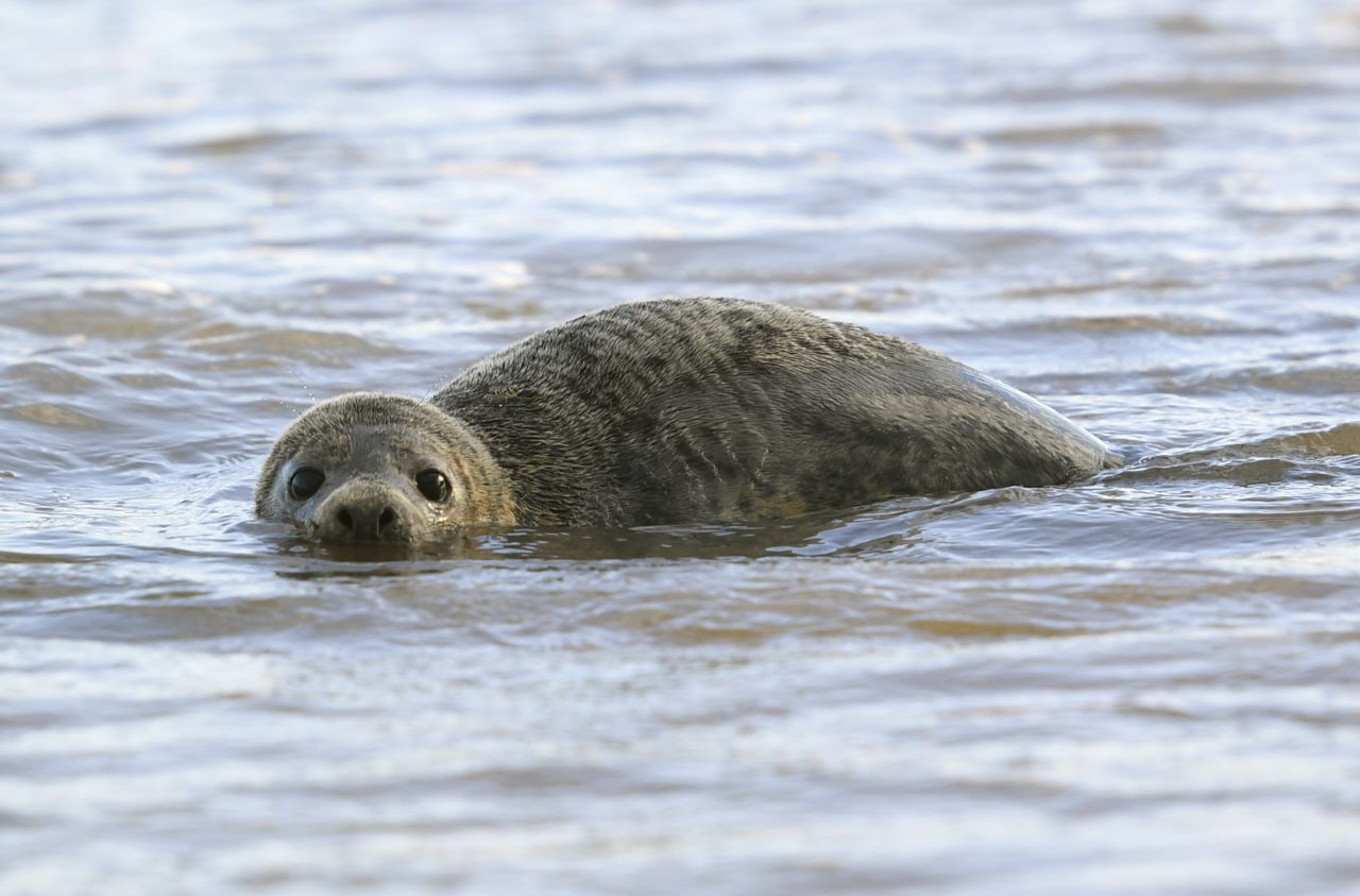 Three gray seals were trained to copy human sounds as part of the Scottish study. 