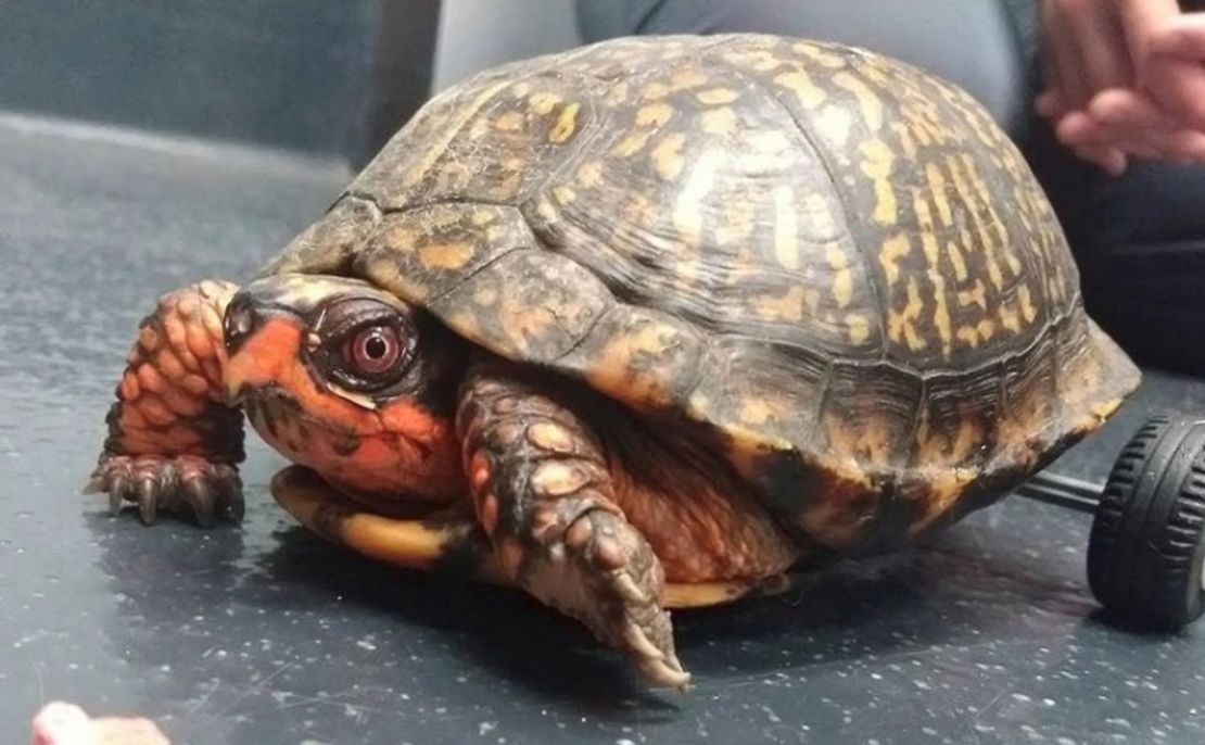 The Good Stuff newsletter: Legos help a turtle walk, puppy dog eyes and ...