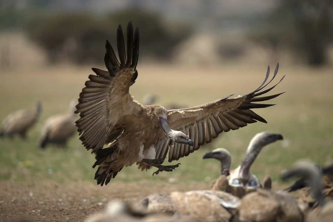 A cape vulture spreads its wings as it flies low at the VulPro Vulture Rehabilitation Centre in South Africa on September 15, 2015.