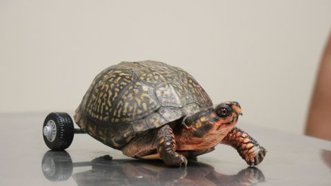 La tortuga, la tortuga! Ya no puede caminar. Porque no tiene, porque le faltan...las dos patitas de atrás!