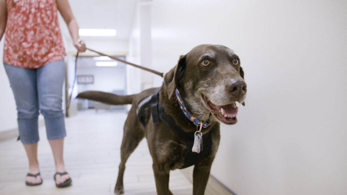Fraser, a healthy chocolate lab, is a participant in the Vaccination Against Canine Cancer Study.