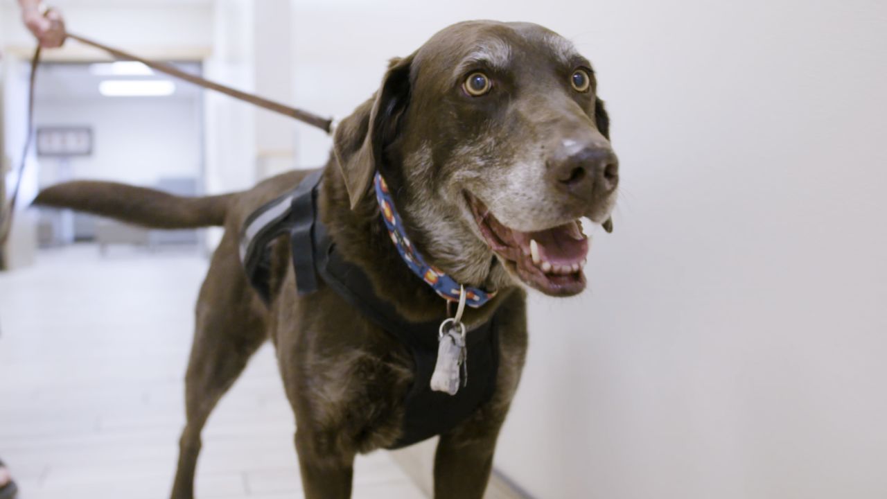 Fraser, a healthy chocolate lab, is a participant in the Vaccination Against Canine Cancer Study.