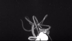 01 Giant Squid in US SCREENGRAB