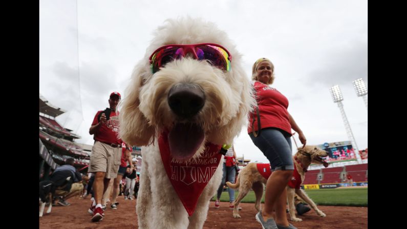 Fans walk their dogs on the field during the Bark in the Park parade before a game between the Houston Astros and the Cincinnati Reds at Great American Ball Park in Cincinnati, Ohio on Monday, June 17.