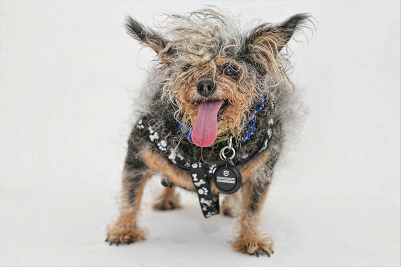 Watch out world a new ugliest dog has been crowned CNN