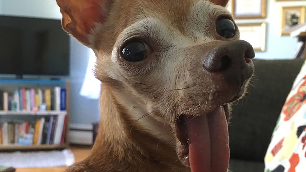 Tostito was third runner up for World's Ugliest Dog.
