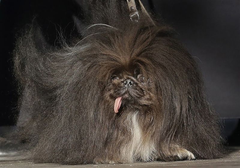 Ugliest dog clearance contest 2019