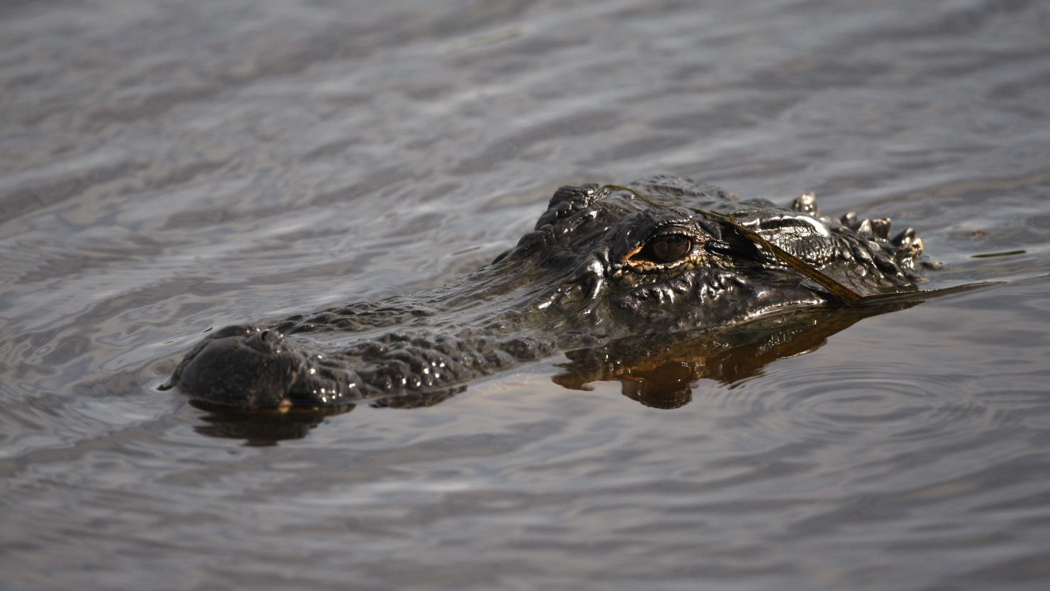 An alligator makes its way along the first hole of a golf course on South Carolina's Kiawah Island  in 2012. 