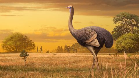 The recently discovered fossilized femur of an ancient giant bird revealed that it weighed nearly as much as an adult polar bear and could reach 11½ feet tall. It lived between 1.5 million and 2 million years ago.
