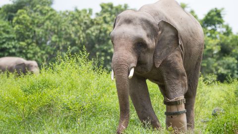 Chhouk, a male elephant, was found as a baby wandering alone in the forest in northeastern Cambodia. He had lost a foot to a poacher's snare and was close to death. Wildlife Alliance took him to Phnom Tamao Wildlife Rescue Centre where he was given a prosthetic foot and has been cared for ever since.