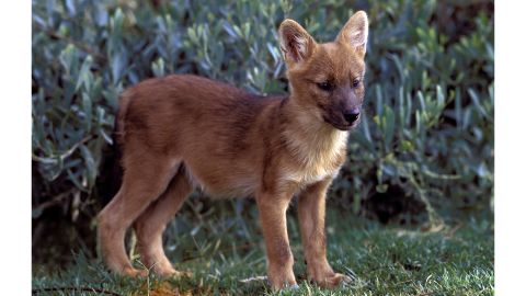 A dhole pup, born in San Diego Zoo's Wild Animal Park.
