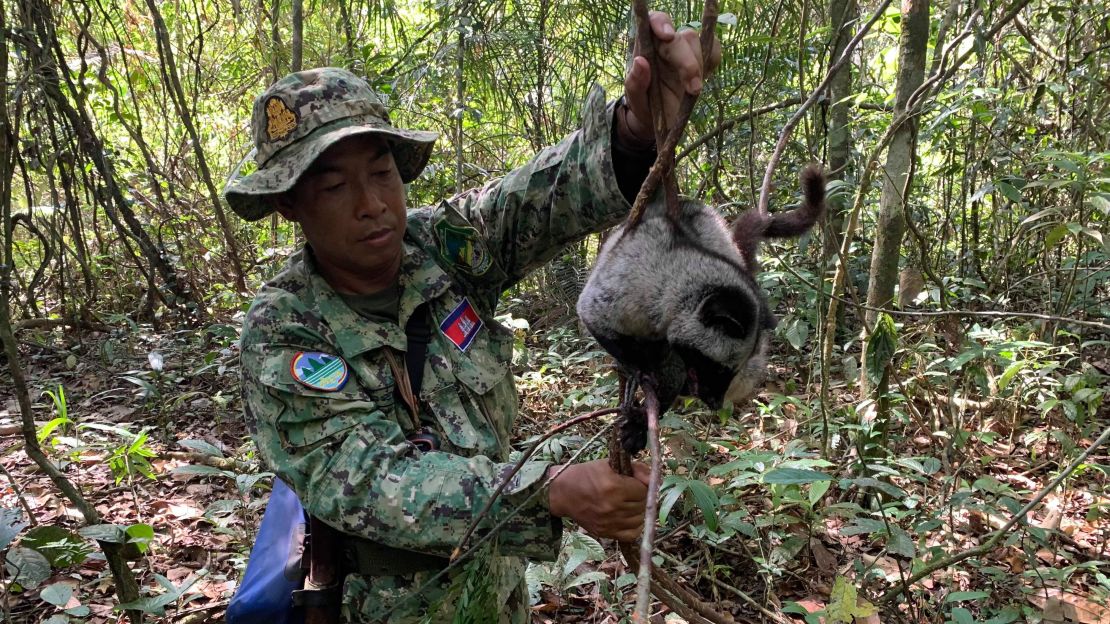 A Wildlife Alliance ranger rescues a common palm civet in Cambodia's Cardamom Rainforest. Civets are often found dead in snares, but this one survived the ordeal.