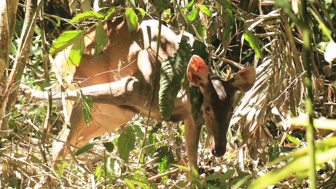 A sambar deer caught in a snare in Belum Telemgor forest in northern Malaysia, near the Thai border.