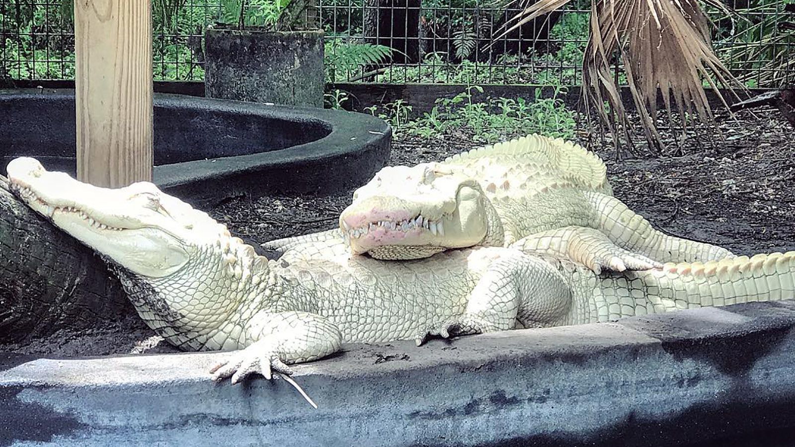 15 Albino Crocodile And Albino Alligator Facts - Leo Zoo