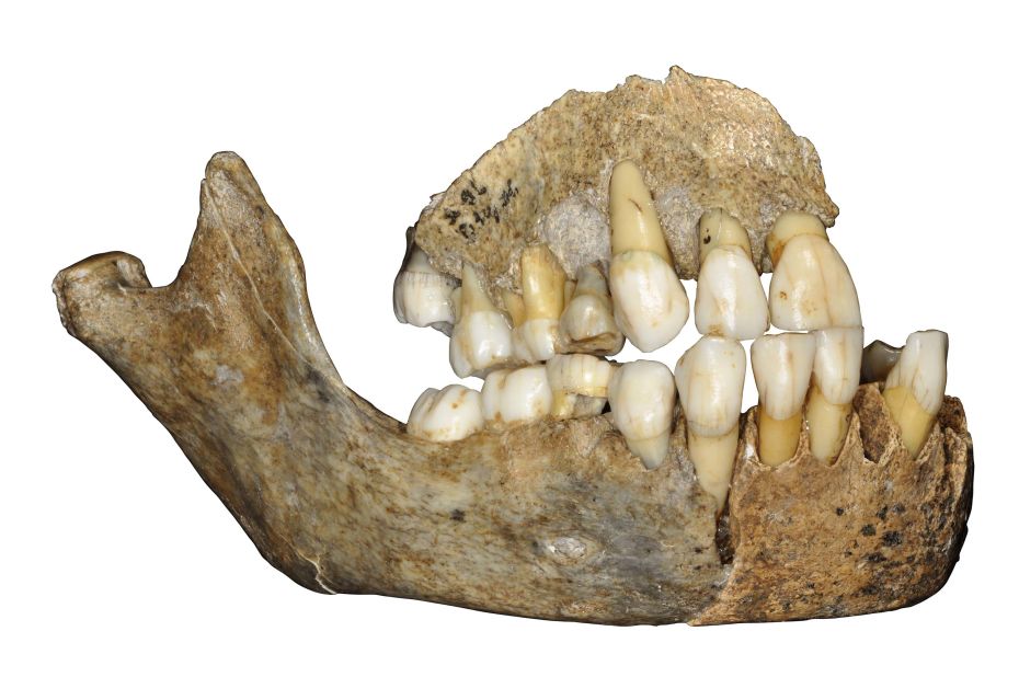 This jawbone belonged to a Neanderthal girl who lived 120,000 years ago. It was found in Scladina Cave in Belgium. 