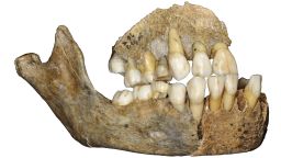 The Scladina Juvenile Neandertal, mandible and fragmentary maxilla. Credit: J. Eloy, AWEM, © Archéologie andennaise 