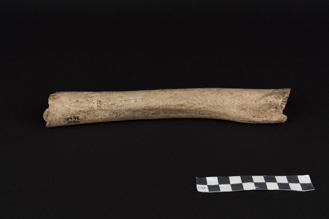 Femur of the Hohlenstein-Stadel Neanderthal. 