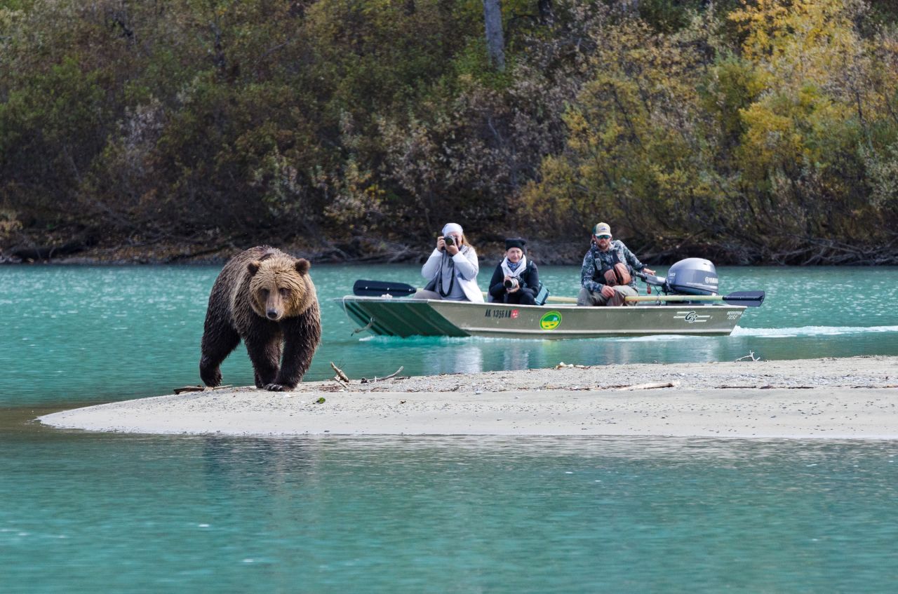 <strong>Bear spotting: </strong>Visitors are likely to spot some of the state's abundant wildlife. Bear viewing is a popular summer activity.