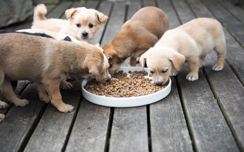 Dry dog food causing heart clearance problems