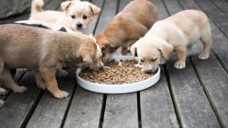 dogs puppies eating food STOCK