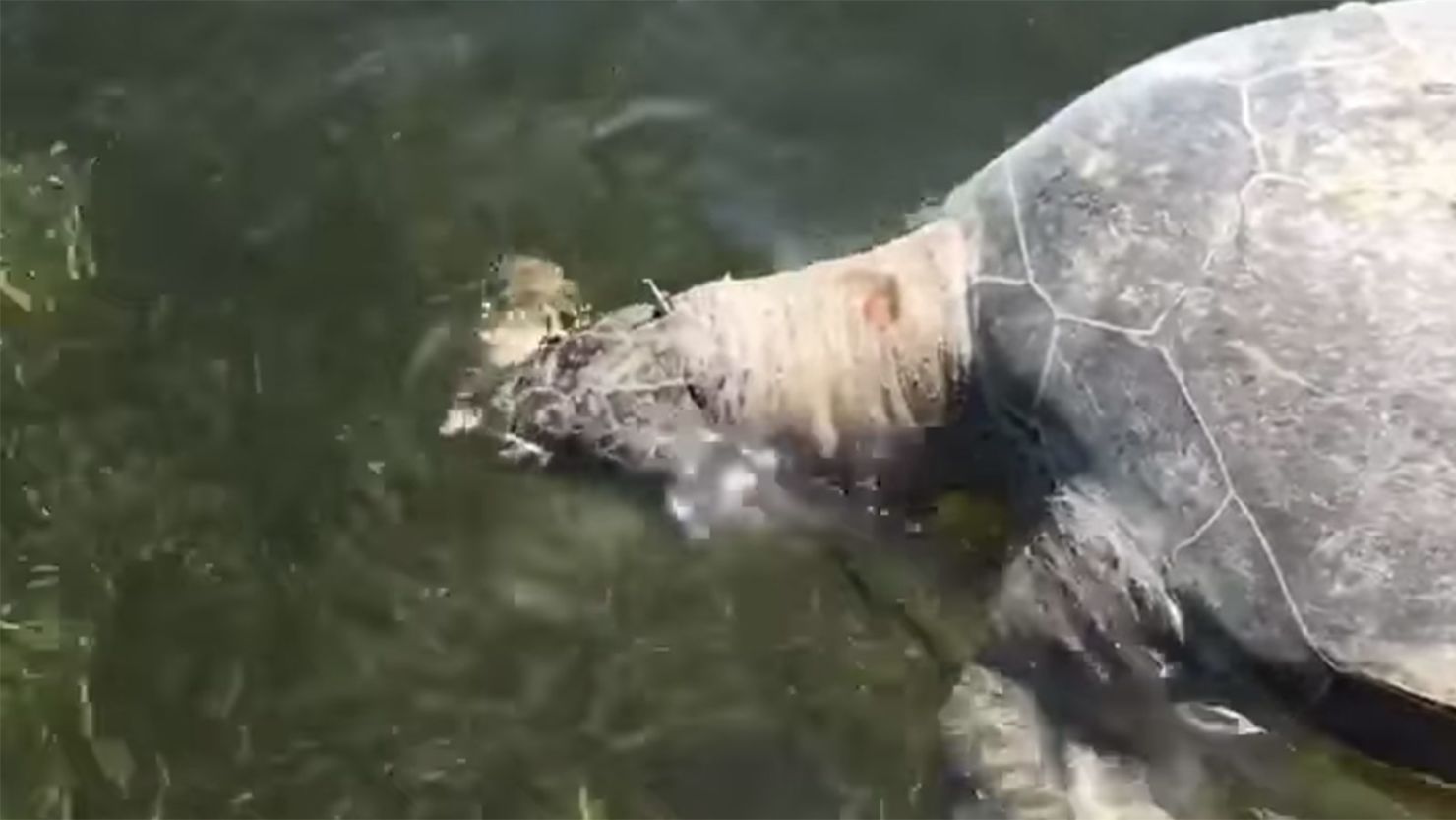 The Biscayne National Park posted a video of the dead turtle, asking the public for help in the investigation. 