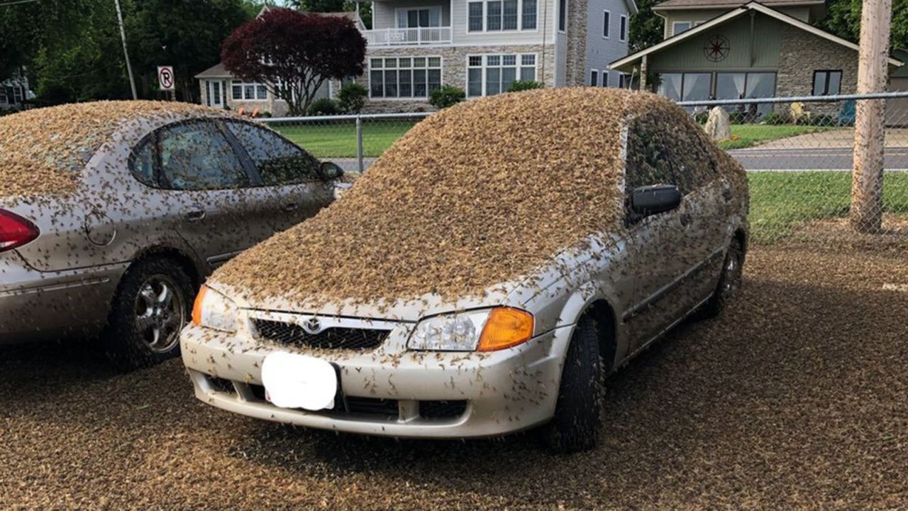 Thousands of mayflies swarm a car in northeast Ohio.