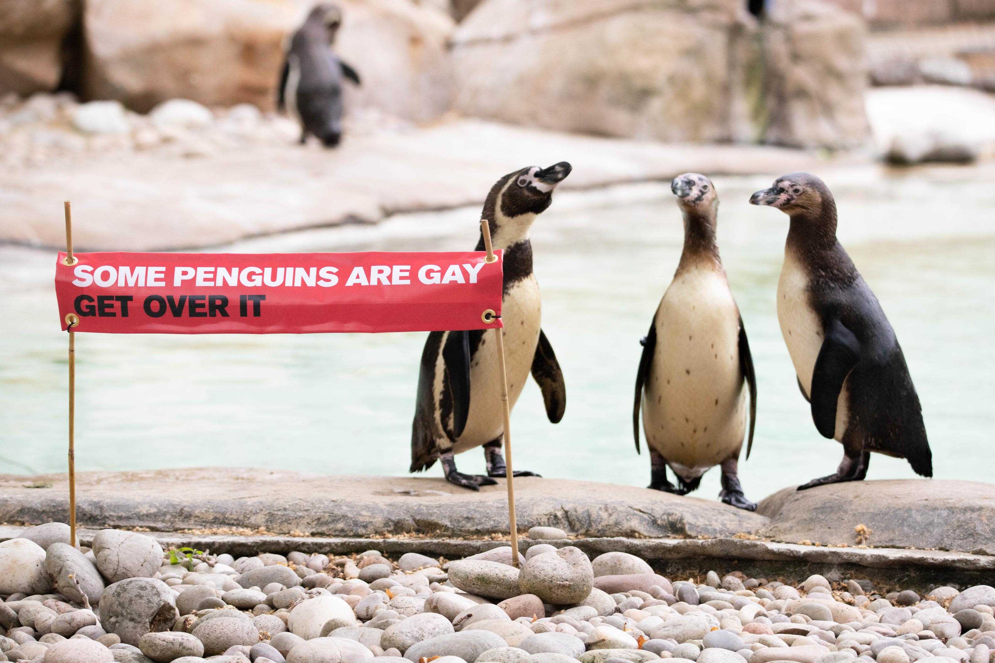 The London Zoo is celebrating Pride month in honor of its gay penguins | CNN