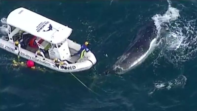 A Humpback Whale Was Freed From Shark Net In A Daring Rescue | CNN