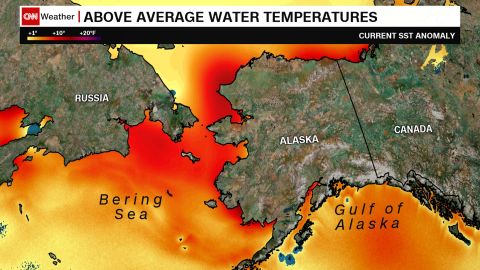 Current sea temperatures around coastal Alaska are pushing 10 degrees above seasonal norms.