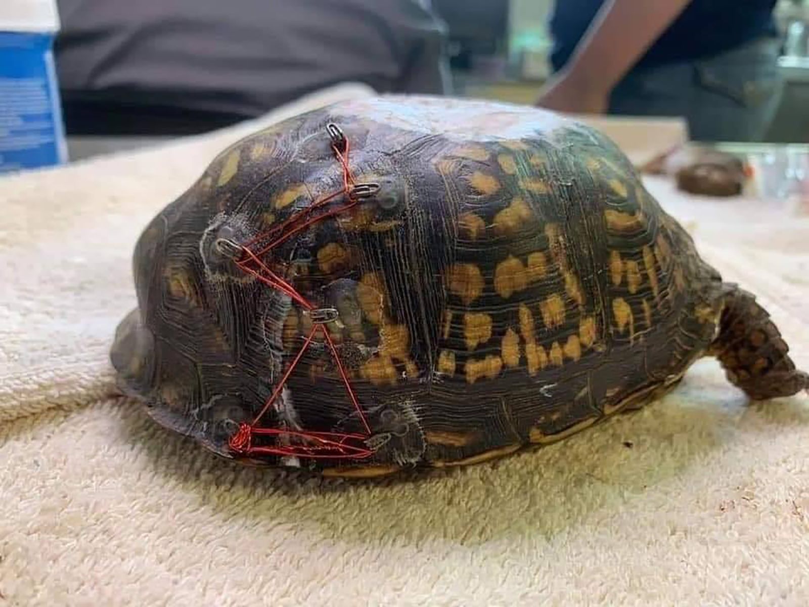 Sometimes, all it takes to save an injured turtle is a bra. No