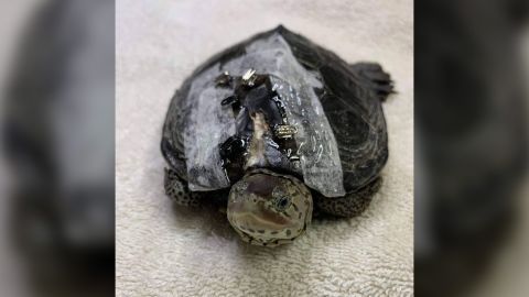 Carolina Waterfowl Rescue uses bra clasps to hold a turtle's cracked shell in place while it heals.