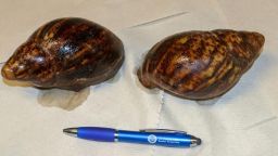 This photo provided by U.S. Customs and Border Protection shows two Giant African Snails that were seized at Hartsfield-Jackson Atlanta International Airport. Two dogs, part of the U.S. Customs and Border Protection's "beagle brigade," sniffed out the two Giant African Snails in the luggage of a passenger arriving at Atlanta's airport from Nigeria.    (U.S. Customs and Border Protection via AP)