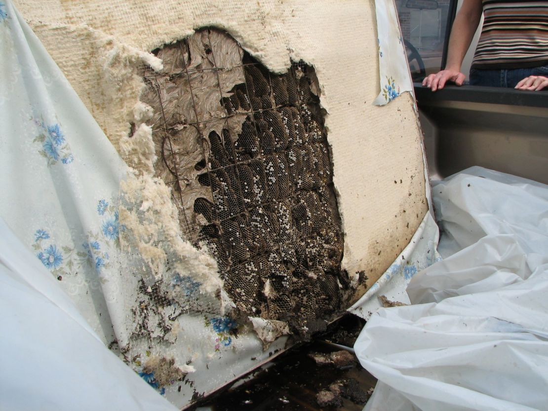 A perennial nest found inside an discarded mattress.