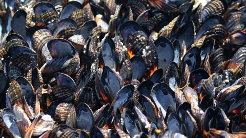 A research coordinator estimates tens of thousands of mussels have died in the Bodega Bay area due to high area temperatures.