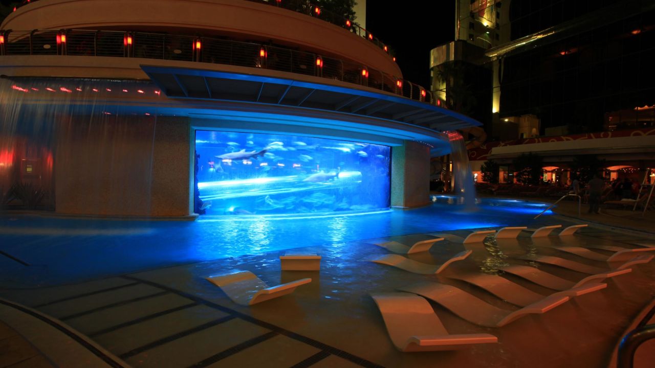 This pool's shark tank is not for the faint of heart. 