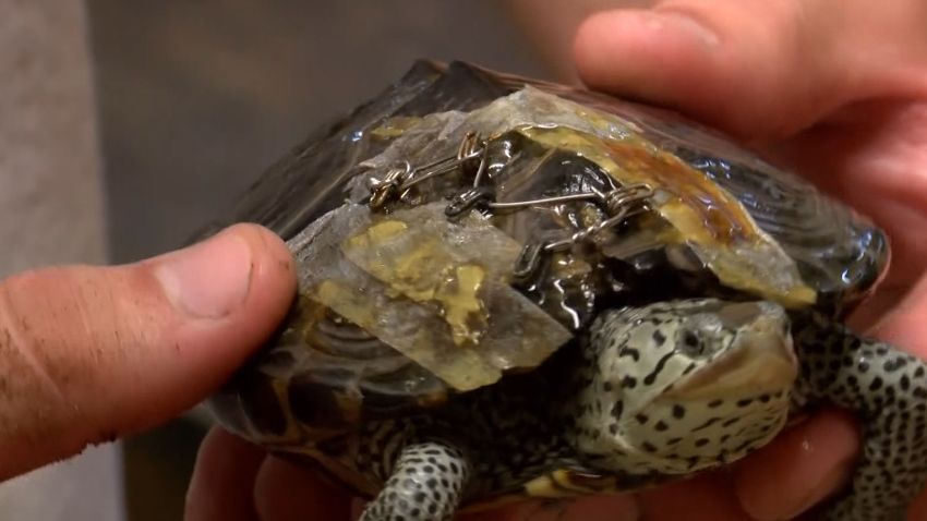 Sometimes, all it takes to save an injured turtle is a bra. No