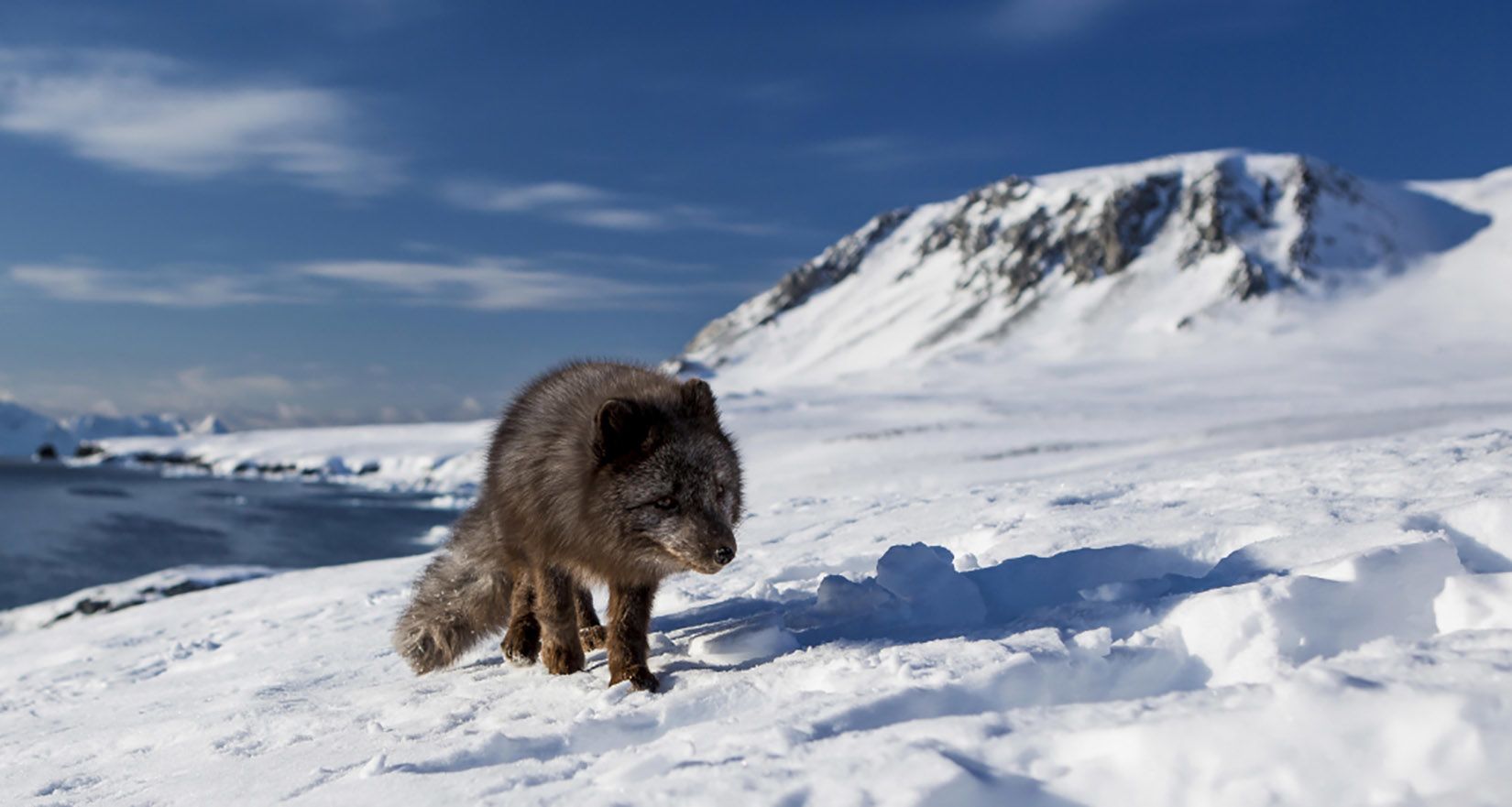 Alaska Magazine  Is This the End of the Arctic Fox?